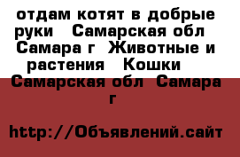 отдам котят в добрые руки - Самарская обл., Самара г. Животные и растения » Кошки   . Самарская обл.,Самара г.